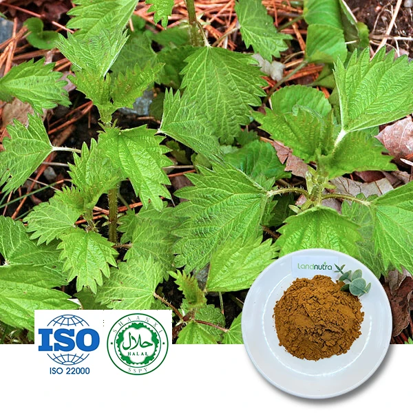 Nettle Root Extract Powder Nettle Root Extract Powder